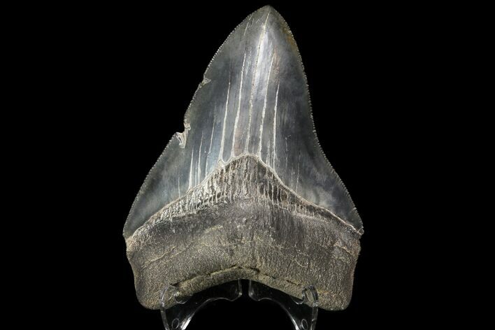 Serrated, Fossil Megalodon Tooth - Georgia #76480